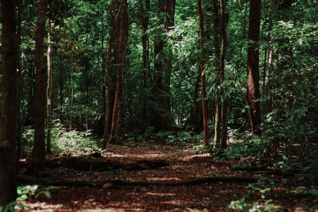 Sous-bois dense de feuillus avec troncs eleves et litiere de feuilles